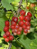 Ribes rubrum