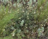 Astragalus ucrainicus