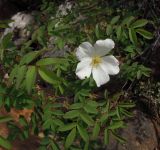 Rosa oxyacantha