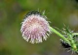 Cirsium echinus. Соцветие. Северная Осетия, Ирафский р-н, верховья р. Урух, ≈ 1700 м н.у.м., субальпийский луг. 08.07.2016.