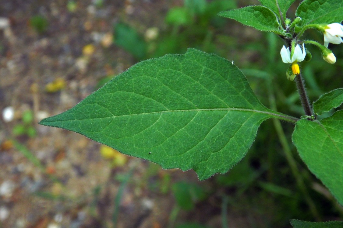 Изображение особи Solanum nigrum ssp. schultesii.