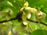 Schisandra chinensis