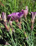 Dianthus versicolor. Верхушки побегов с цветками и бутоном. Республика Тува, Монгун-Тайгинский кожуун, горный массив Монгун-Тайга, водораздел рукавов р. Дуруг-Су. 22.07.2016.