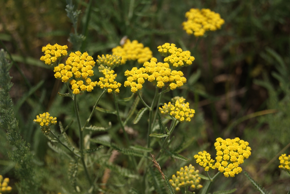 Image of Achillea micrantha specimen.