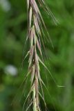 Elymus sibiricus