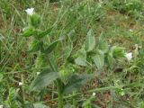 Nonea echioides