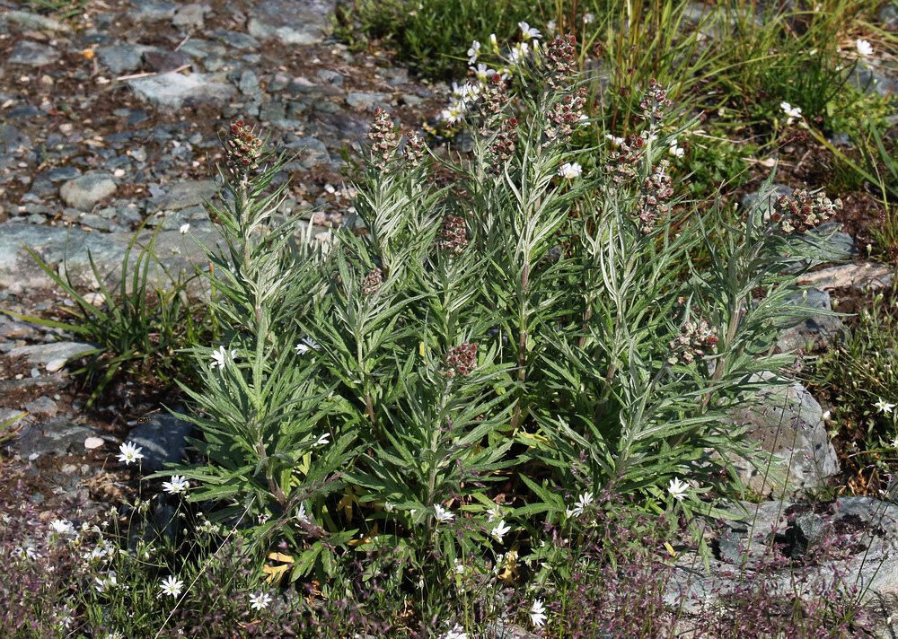Изображение особи Artemisia tilesii.