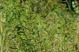 Hieracium umbellatum