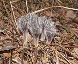 Pulsatilla patens. Бутонизирующее растение. Башкортостан, Белорецкий р-н, Ишлинский сельсовет, долина р. Большой Инзер ниже дер. Карталы, правый берег, вершина прибрежного скальника, сосновый бор. 30 апреля 2018 г.