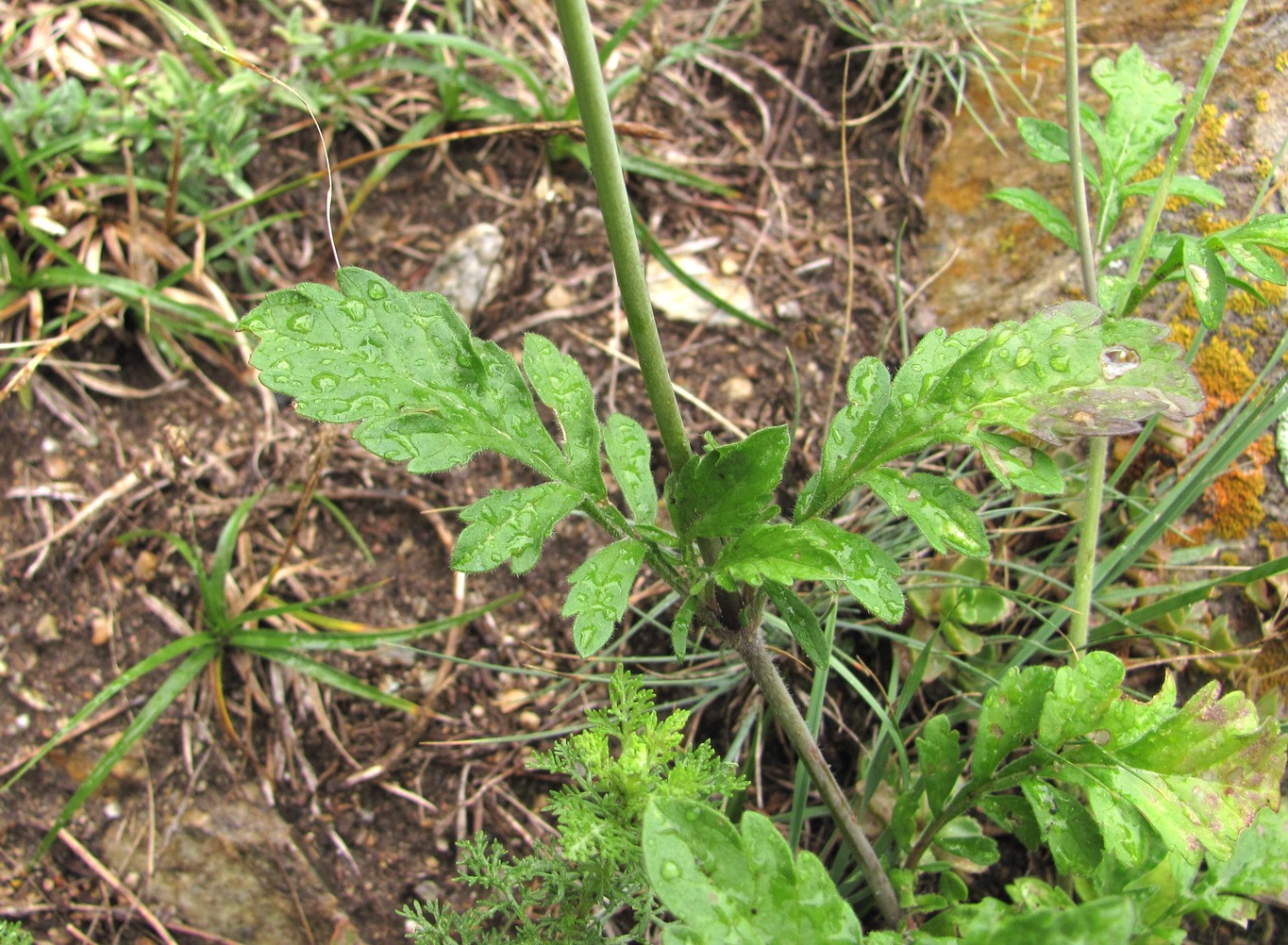 Изображение особи род Scabiosa.