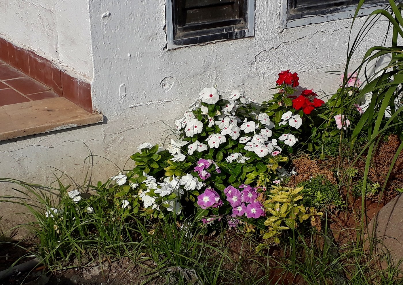 Изображение особи Catharanthus roseus.