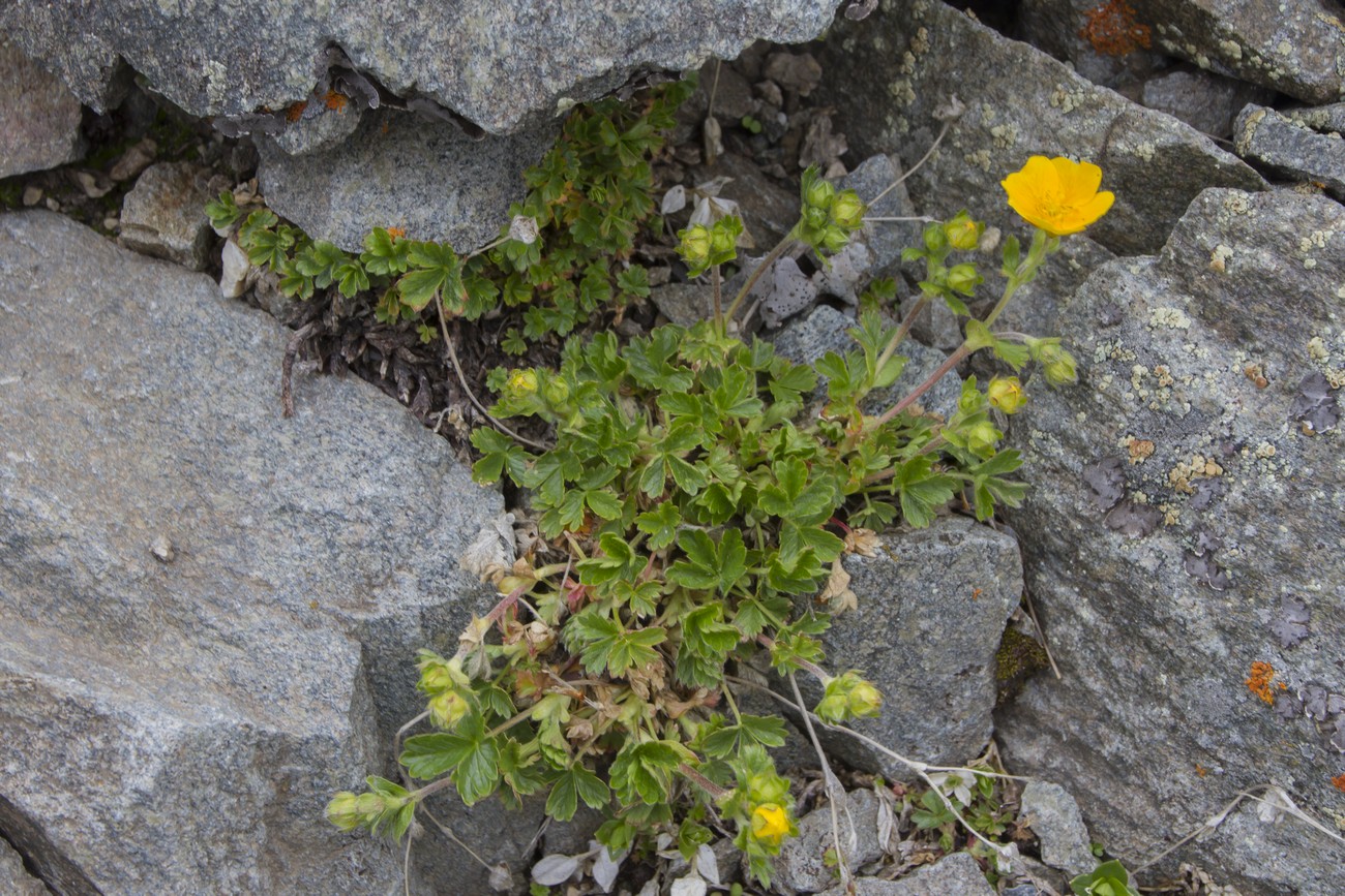 Изображение особи Potentilla gelida.