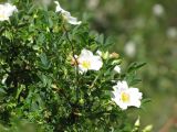 Rosa beggeriana