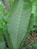 Primula macrocalyx