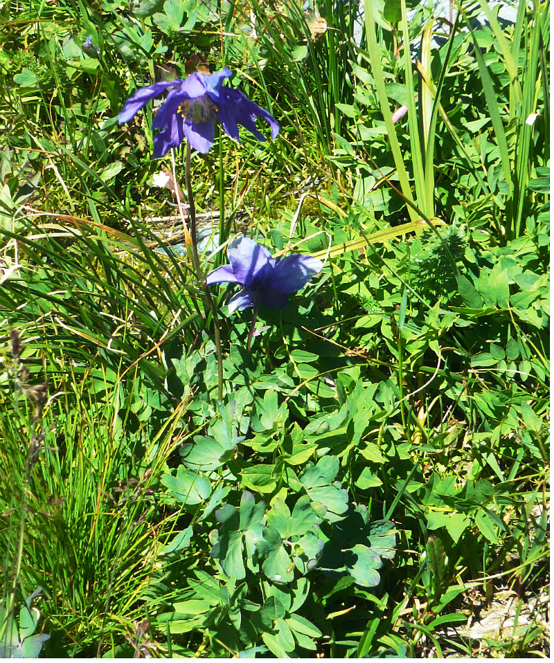 Изображение особи Aquilegia glandulosa.