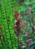 Matteuccia struthiopteris. Верхушка спороносной вайи. Алтай, Шебалинский р-н, долина р. Сема, опушка смешанного леса. 10.06.2019.