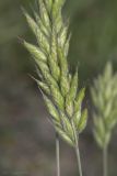 Bromus hordeaceus. Соцветие. Крым, Бахчисарайский р-н, окр. пгт Куйбышево, пустырь, бывший вишнёвый сад, обочина грунтовой дороги. 15.05.2020.