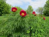 Paeonia tenuifolia. Цветущее растение. Томск, Экспериментальный участок Сибирского ботанического сада, в культуре. 15.05.2020.