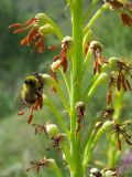 Eremurus turkestanicus. Часть соцветия с кормящимся шмелем. Узбекистан, Джизакская обл., Туркестанский хребет, Зааминский национальный парк, урочище Уриклисай, среди арчовника, около 1800 м н.у.м. 28.05.2017.