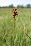 Carex dioica. Верхушка побега с отцветшим пестичным колоском. Нидерланды, провинция Дренте, окр. деревни Элп (Elp), сырой низкотравный луг. 21 мая 2011 г.