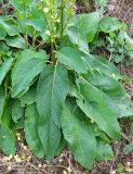 genus Verbascum. Нижняя часть плодоносящего растения. Бельгия, провинция Намюр, г. Динан. Август.