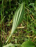 Plantago urvillei