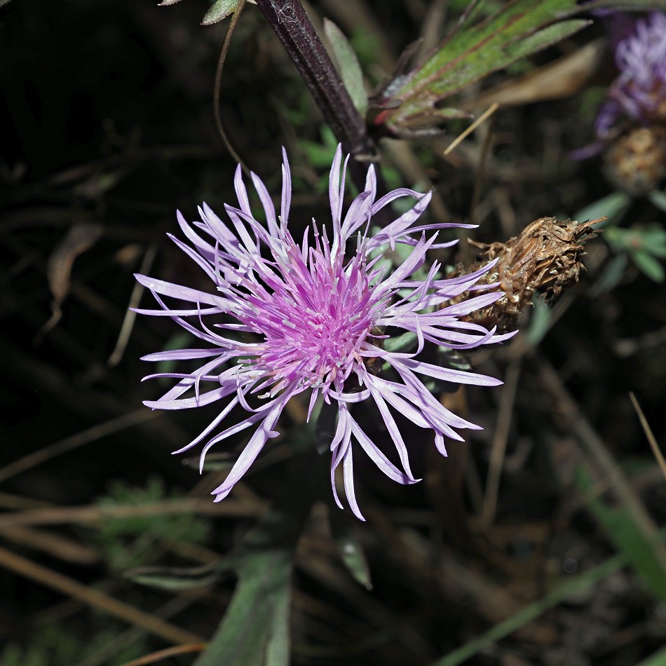 Изображение особи род Centaurea.