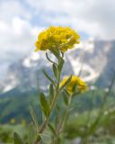 Alyssum oschtenicum. Верхушка побега с соцветием. Адыгея, Кавказский биосферный заповедник, гора Гузерипль, южный склон, ≈ 2100 м н.у.м., образовавшаяся в результате оползня 2012 г. зарастающая крупнокаменистая осыпь. 28.06.2023.