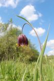 Fritillaria meleagroides