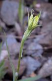 Tragopogon dubius. Раскрывающееся соцветие. Пермский край, г. Пермь, Ленинский р-н, станция Блочная, откос насыпи. 18.06.2023.