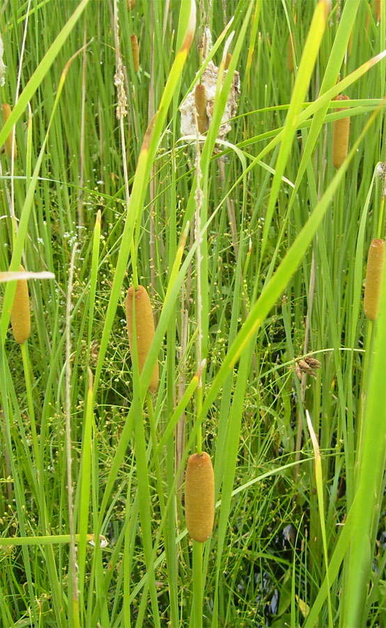 Изображение особи Typha laxmannii.