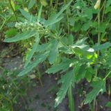 Chenopodium ficifolium. Боковой побег с соцветиями. Барнаул, Пивоварский песчаный карьер, старая свалка. 15.08.2011.