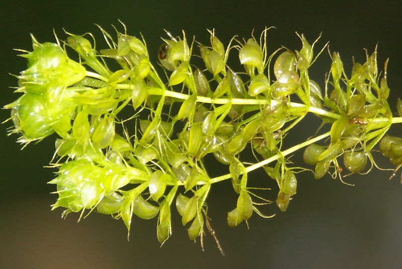 Изображение особи Aldrovanda vesiculosa.