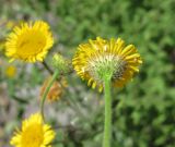 Pulicaria dysenterica. Соцветие с белокрылками (вид со стороны обёртки). Южный Берег Крыма, Артек, обочина дороги. 14 июля 2010 г.