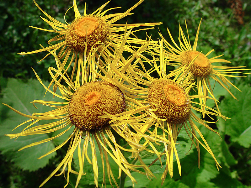 Изображение особи Telekia speciosa.