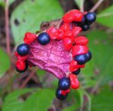 Paeonia oreogeton