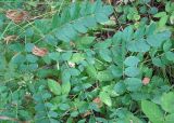 Astragalus glycyphyllos