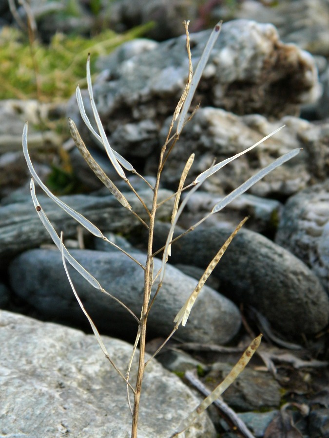 Изображение особи Arabis alpina.