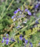 Teucrium orientale. Соцветие. Israel, Mount Hermon. 09.07.2011.