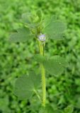 Veronica hederifolia