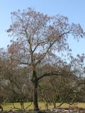 Catalpa bignonioides