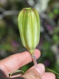 Lilium pensylvanicum. Плод. Приморье, Сихотэ-Алинь, долина р. Серебрянки. 11.08.2012.