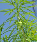 Thevetia peruviana. Часть ветви с незрелыми плодами. Таиланд, остров Тао, в культуре. 27.06.2013.