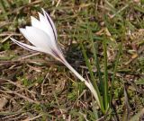 Crocus reticulatus