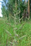 Calamagrostis epigeios