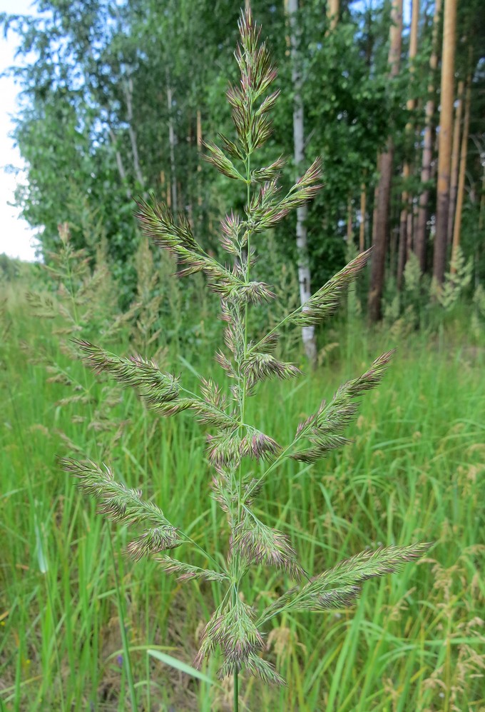 Изображение особи Calamagrostis epigeios.