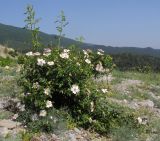 Rosa biebersteiniana. Цветущее растение. Краснодарский край, м/о г. Новороссийск, гора Большой Маркотх. 17.05.2014.