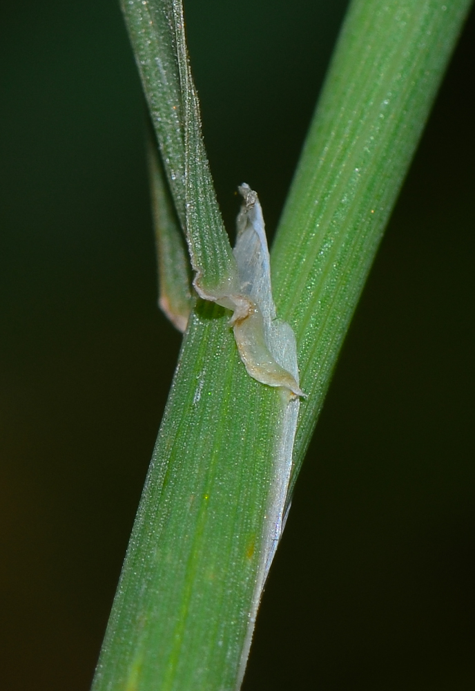 Image of Phalaris paradoxa specimen.