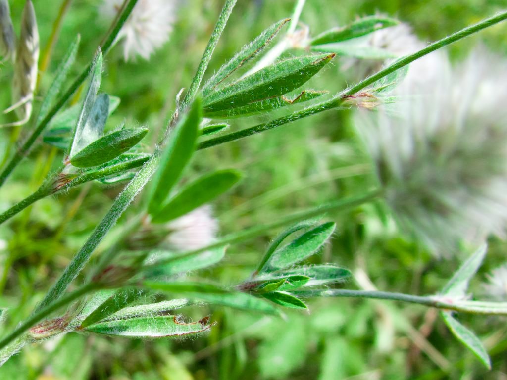 Изображение особи Trifolium arvense.