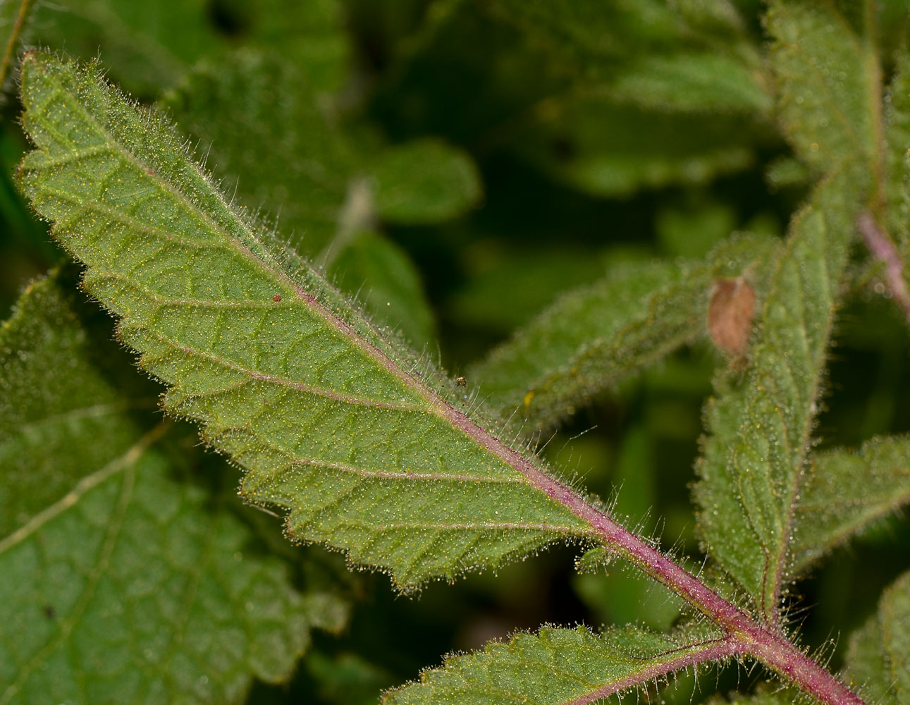 Изображение особи Salvia pinnata.